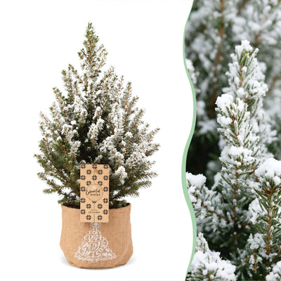 4x Picea glauca Conica - Zuckerhutfichte - Grün - Weiß - Weihnachtsbaum - inkl. Jutesack - Ø17cm - ↕65cm