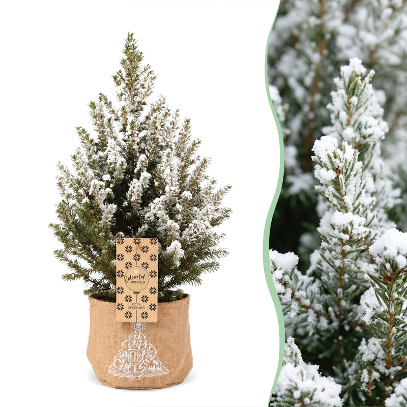 4x Picea glauca Conica - Zuckerhutfichte - Grün - Weiß - Weihnachtsbaum - inkl. Jutesack - Ø17cm - ↕65cm