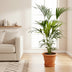 Kentia-Palme mit Elho Topf, 160 cm, Ø30 Bild 2