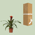 Guzmania Happiness – Ø12cm, 45cm hoch Bild 4