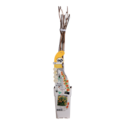 Campsis Summer Jazz 'Gold Trumpet' Gelb - Trompetenblume, 65cm