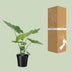Alocasia Macrorrhiza Riesenpfeilblatt Zimmerpflanze 70cm Bild 4