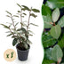 GreenboutiQ Eleagnus ebbingei Compacta Heckenpflanzen - Immergrün Bild 1
