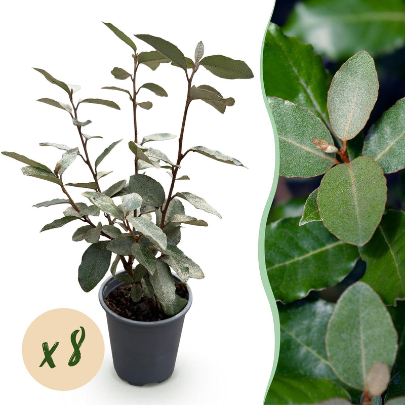 GreenboutiQ Eleagnus ebbingei Compacta Heckenpflanzen - Immergrün