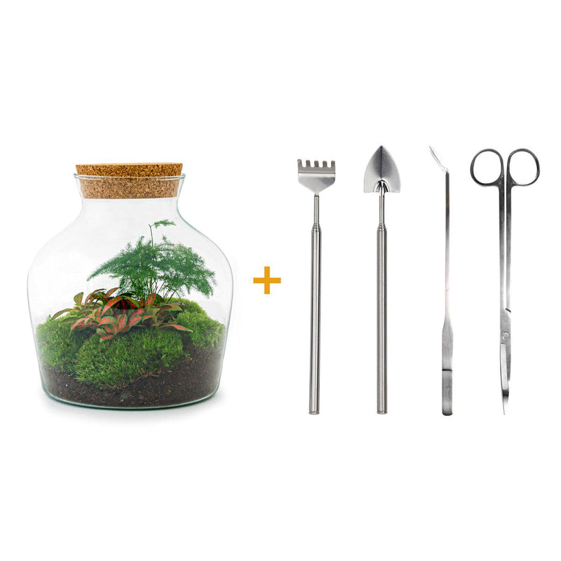 Little Joe Bottle Garden DIY Kit: Mini Ecosystem for Your Home