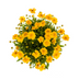 Coreopsis grandiflora Ø19cm - ↕50-60cm - Leuchtend gelbe Blüten Bild 2