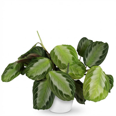 Maranta Fascinator Silverband Zimmerpflanze (Topf 12cm)