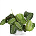 Maranta Fascinator Silverband Zimmerpflanze (Topf 12cm) Bild 2