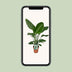 Strelitzia Nicolai - Paradiesvogelpflanze - Ø19cm - ↕90cm Bild 5