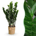 Zamioculcas ZZ-Pflanze im Korb, Grün, Topf 21cm, 80-90cm Bild 1
