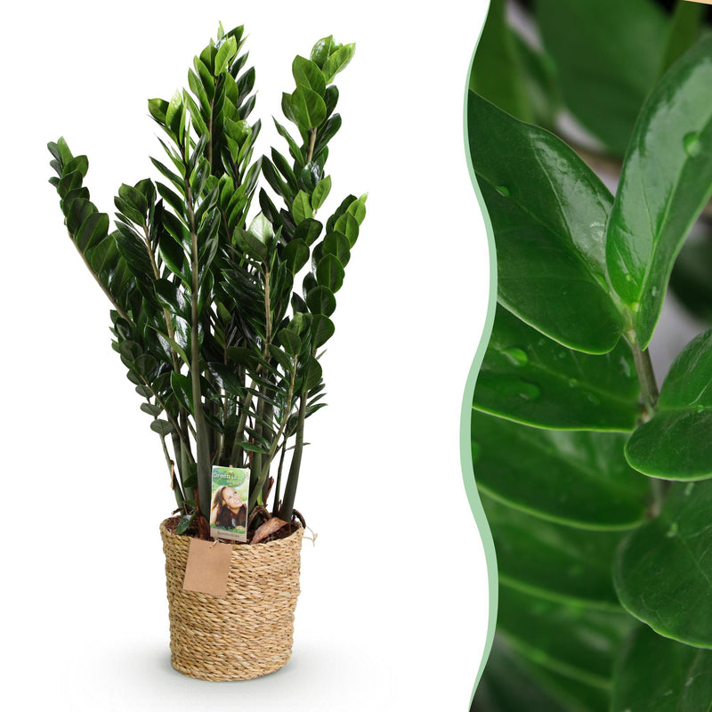Zamioculcas ZZ-Pflanze im Korb, Grün, Topf 21cm, 80-90cm