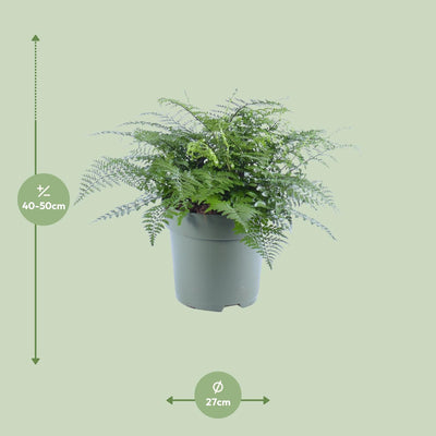 Asplenium Parvati Farn - Ø27cm, ↕50cm - Tropische Eleganz für Ihr Zuhause