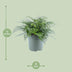 Asplenium Parvati Farn - Ø27cm, ↕50cm - Tropische Eleganz für Ihr Zuhause Bild 2