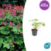 48x Geranium macr. 'Czakor' - ↕10-25cm - Ø9cm Bild 1