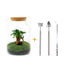 Bottle Garden Set with Bonsai and Moss – Self-Sustaining Biotope for Your Home Bild 1