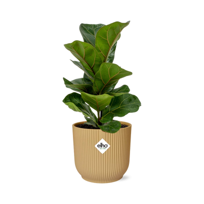Ficus Lyrata Bambino im Topf ELHO Vibes Fold 14cm gelb