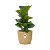 Ficus Lyrata Bambino im Topf ELHO Vibes Fold 14cm gelb Bild 1