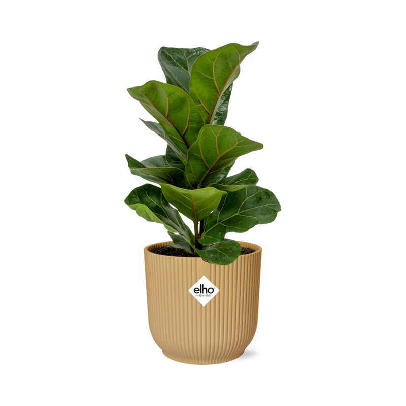 Ficus Lyrata Bambino im Topf ELHO Vibes Fold 14cm gelb