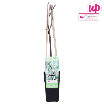Wisteria 'Longissima Alba' - Weißer Regen - Ø15cm - ↕65cm