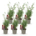 Bamboo Fargesia Red Dragon, 6 plants, 14cm pot, 35cm height Bild 2