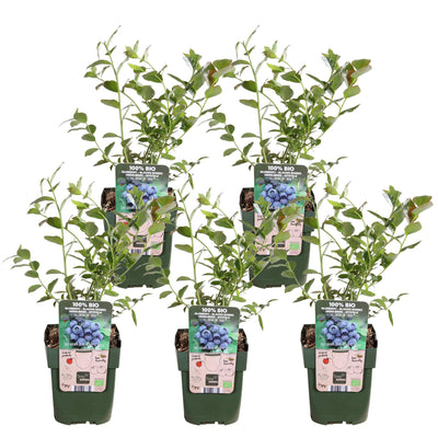 5x Reka Blaubeeren, 45cm, Bio, Ø13 Topf
