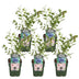 5x Reka Blaubeeren, 45cm, Bio, Ø13 Topf Bild 4
