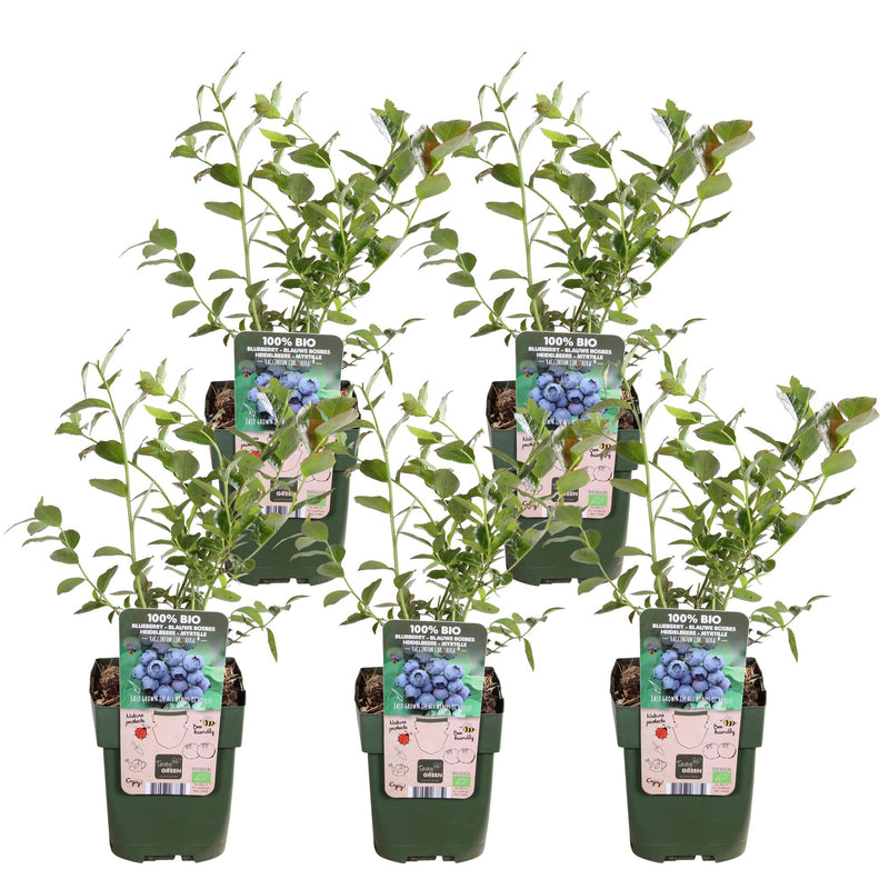 5x Reka Blaubeeren, 45cm, Bio, Ø13 Topf