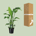 Strelitzia Nicolai (Bird of Paradise) - Ø19cm, ↕90cm Bild 4