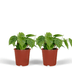 2x Philodendron Scandens Heartleaf Plant, 5cm Pot Ø12cm Bild 1