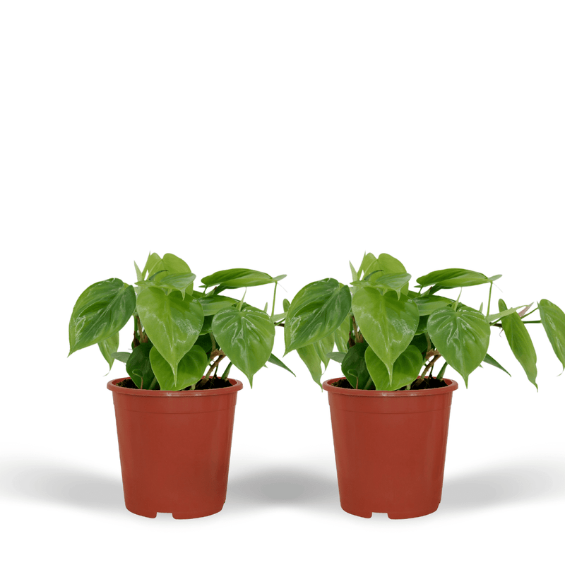 2x Philodendron Scandens Heartleaf Plant, 5cm Pot Ø12cm
