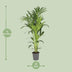 Kentia Palm (Howea Forsteriana) Ø21cm, H130cm - Elegant Houseplant Bild 2