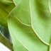 Ficus Lyrata mit Topf weiß – 80 cm – Ø21 Bild 4