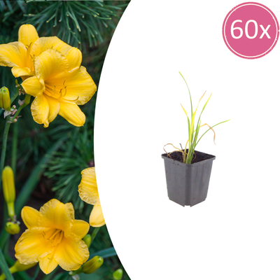 60x Hemerocallis 'Stella de Oro' - Goldgelb, Blütezeit Sommer-Herbst