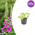 48x Digitalis purpurea (Foxglove) – 10-25cm, Ø9cm Bild 1
