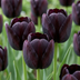 35x Schwarze Tulpe 'Black', Frühlingsblüher, Zwiebelgröße 10/11 Bild 1