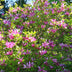 Magnolia Susan Strauch, dunkelrosa Blüten, pflegeleicht, Topf 17cm Bild 5