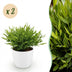 Green boutiQ - Zimmerpflanze - Bamusa Pogonatherum Monica - Bambusgras - Haustierfreundliche Pflanze - Grün - 2 Pflanzen - mit Potter Weiß - Topf 12cm - Höhe 20cm Bild 1