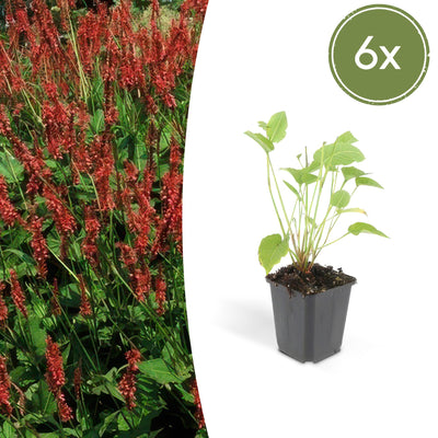 6x Persicaria amplexicaulis rote Blütenähren, 10-25cm