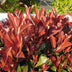 GreenboutiQ Photinia 'Little Red Robin' Stamm 90cm, Topf 19cm, winterhart Bild 5
