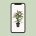 Ficus Binnendijkii Amstel King - Ø17cm - ↕70cm Bild 5