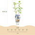 GreenboutiQ Honigbeere (Lonicera caerulea Kamtschatica), 6 Pflanzen Bild 3