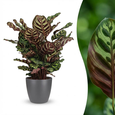 Calathea Makoyana: Pfauen-Korbmarante im Topf, 70cm