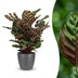 Calathea Makoyana: Peacock Plant in Pot, 70cm Bild 1