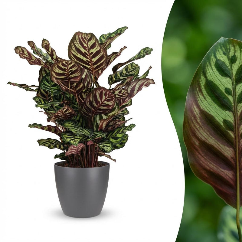 Calathea Makoyana: Peacock Plant in Pot, 70cm