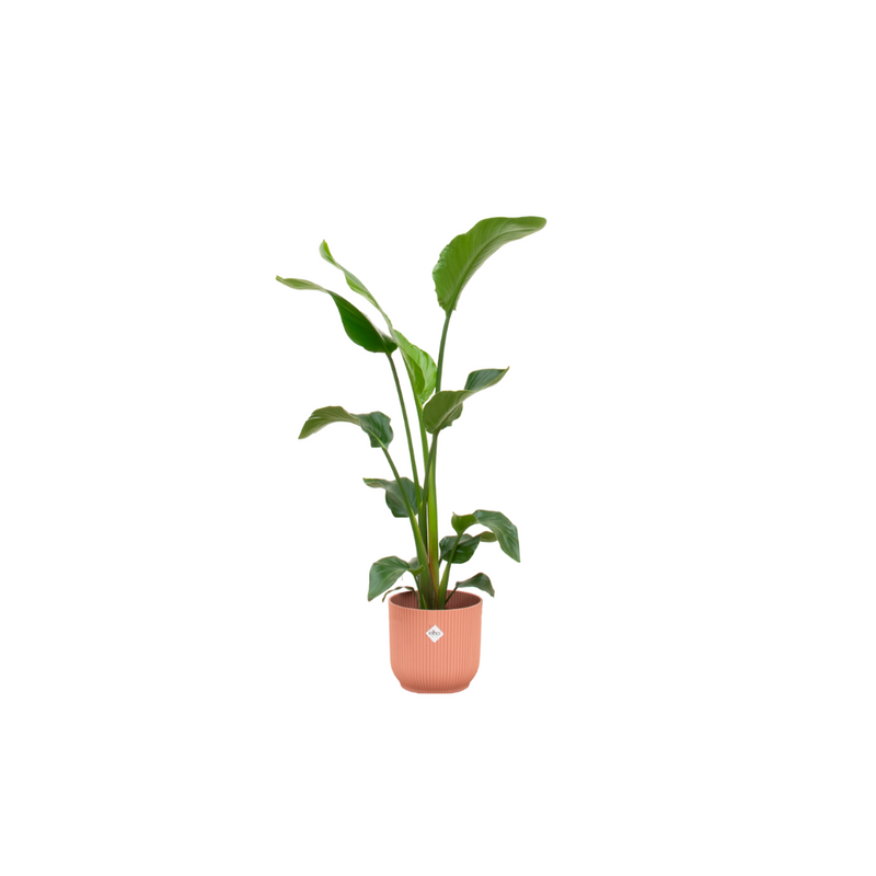 Strelitzia Nicolai with elho pot – Tropical flair for your home