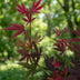 Green boutiQ - Gartenpflanze - Acer palmatum Shaina - Japanischer Ahorn - Laubabwerfend - Rot - 1 - Topf 26cm - Höhe 90cm Bild 8