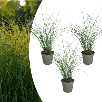 3x Miscanthus sinensis 'Gracillimus' – Elegant ornamental grass with gracefully arching leaves | Pot size 12 cm