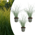 3x Miscanthus sinensis ‚Gracillimus‘ – Elegantes Prachtgras mit anmutig herabhängenden Blättern | Topfgröße 12 cm Bild 1