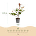 Green boutiQ - 40x Photinia fraseri Red Robin - Glanzmispel - Heckenpflanzen - Immergrün - Rot - Topf 9cm - Höhe 25-35cm Bild 4