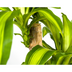 Dracaena Fragrans Massangeana Topf Ø19cm, 70-90cm Bild 5